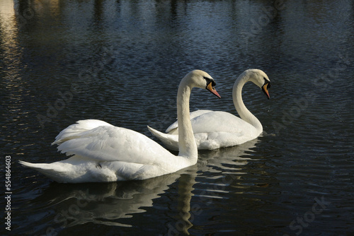 A pair of white swans on the water in a city park.