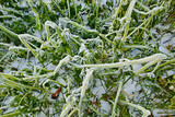 Frozen plants on a field