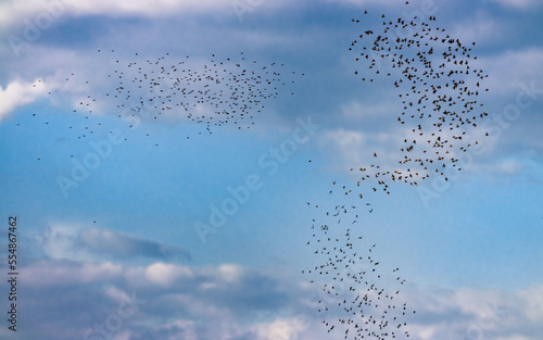 Flying birds in the cloudy blue sky