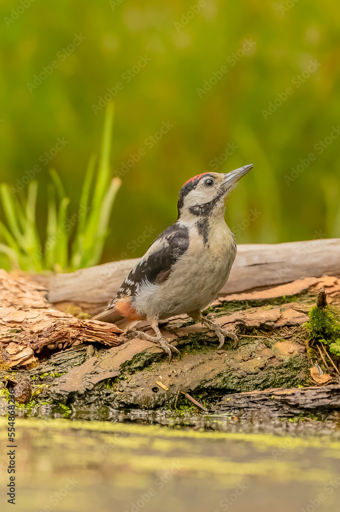 Obraz premium Pic epeiche