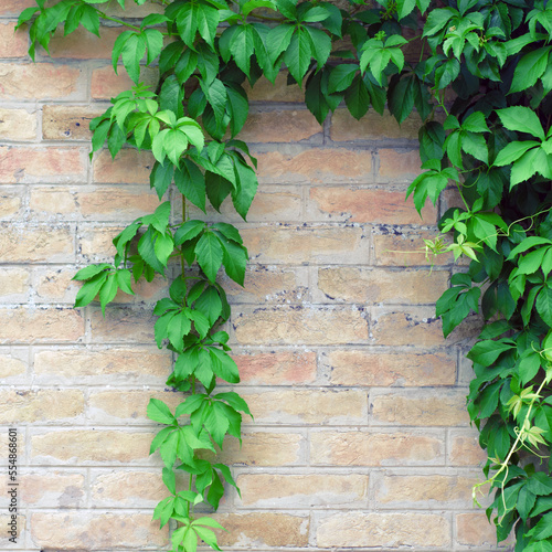 Brick fence wall with ivy climbing over it in the garden on a beautiful summer day © Solid photos