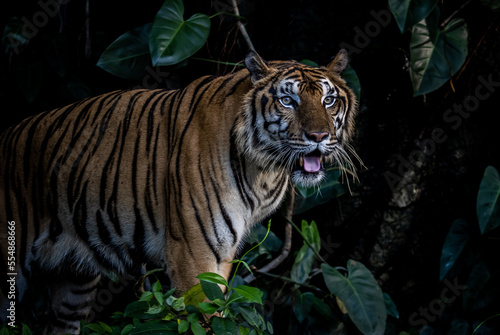 Tiger close up shot (Animal Portrait)