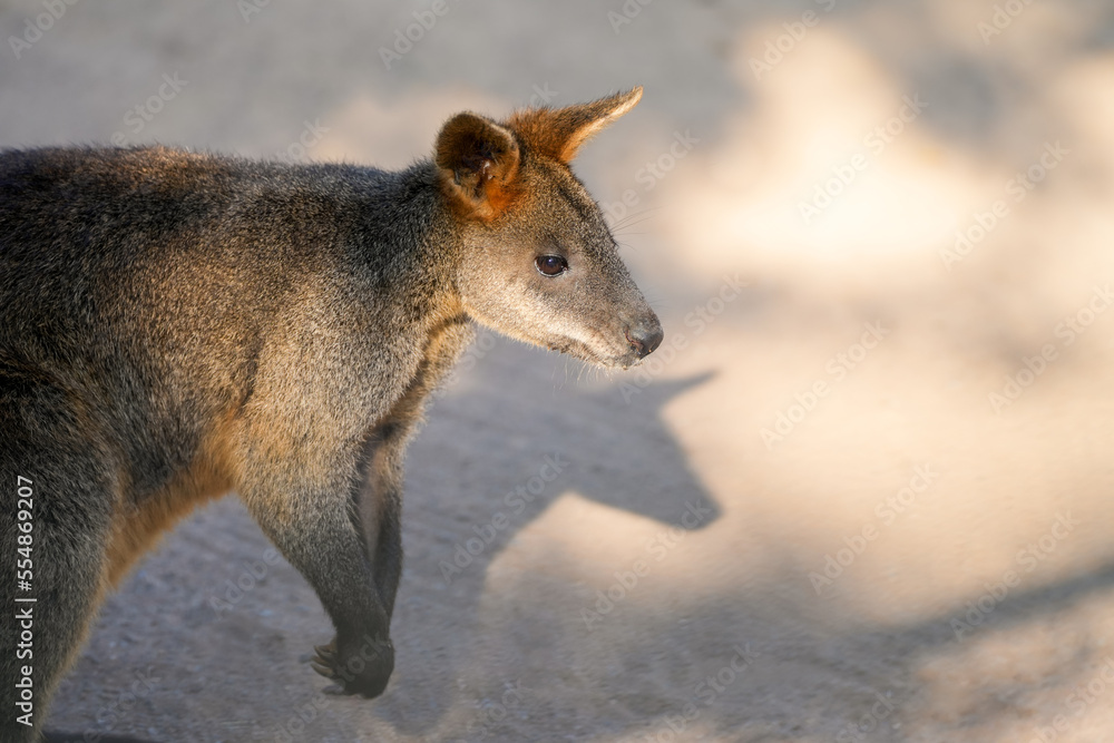 Portrait of a kangaroo with brown fur.
Portrait of a kangaroo with brown fur.
