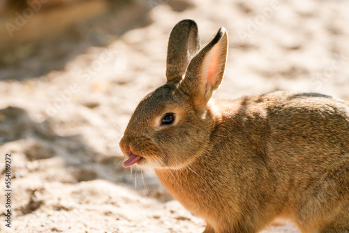 Portrait of a brown rabbit.
