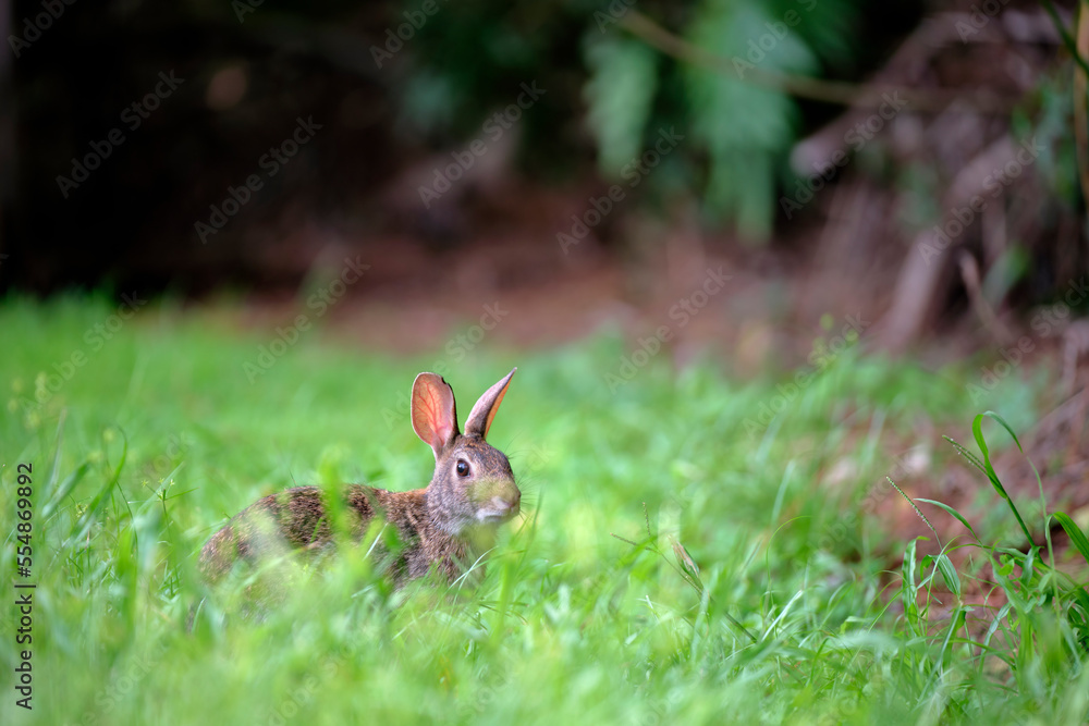 Obraz premium Grey small hare eating grass on summer field. Wild rabbit in nature