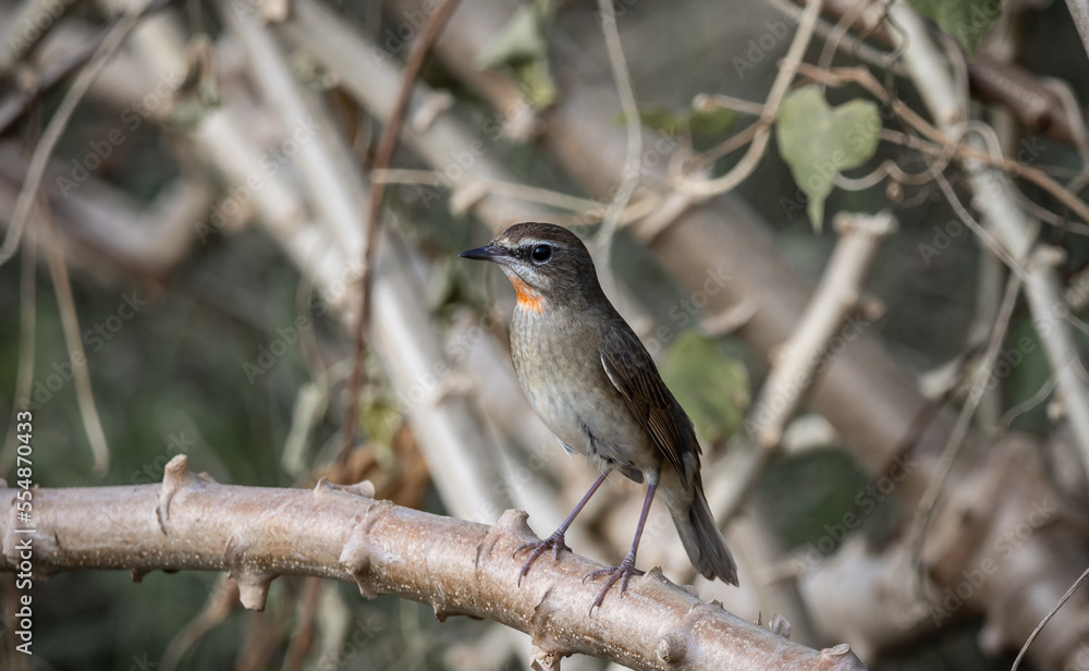Fototapeta premium Siberian Rubythroat, Red-necked Nightingale on the dry branch.