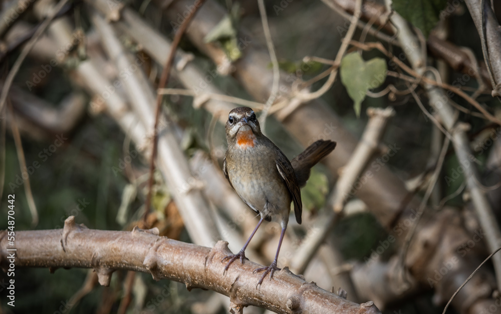 Siberian Rubythroat, Red-necked Nightingale on the dry branch. Siberian Rubythroat, Red-necked Nightingale on the dry branch.