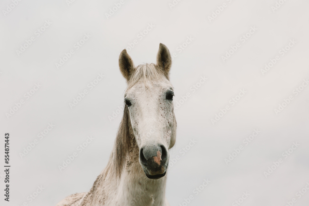 Fototapeta premium Close-up of a white horse looking down at the camera.