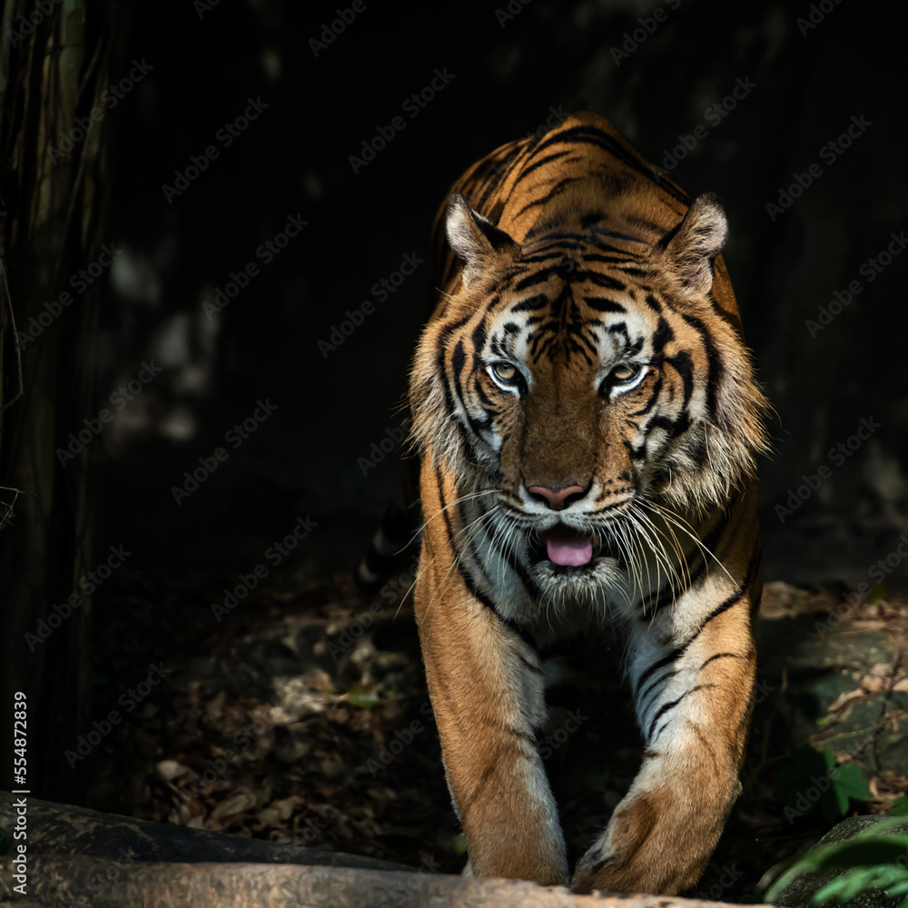 Photos of tiger in naturally. Photos of tiger in naturally.