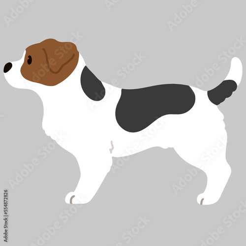 Simple and cute illustration of Jack Russell Terrier in side view flat colored