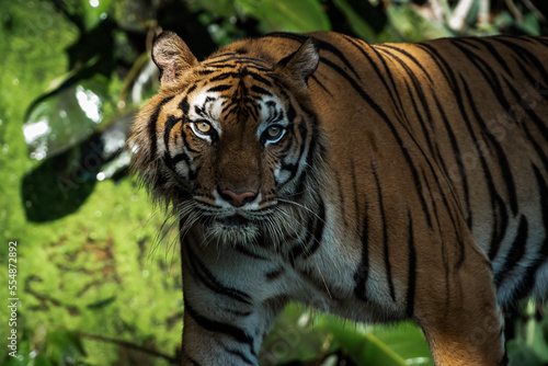 Photos of tiger in naturally. © ake