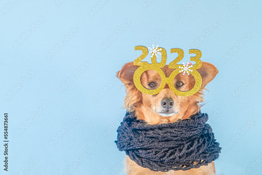 Cute brown dog with festive glasses and black scarf looking at the camera