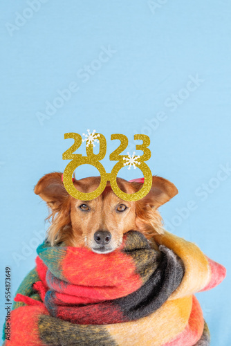 Brown dog with glasses and scarf celebrating new year's eve