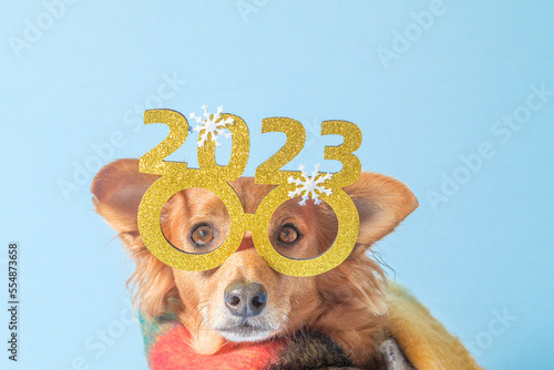 Papier peint Cute brown dog with glasses and scarf celebrating new year's eve