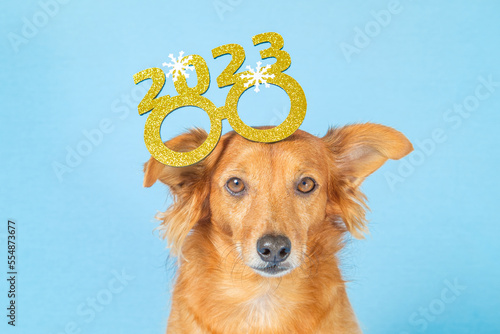 Cute brown dog with glasses celebrating new year's eve