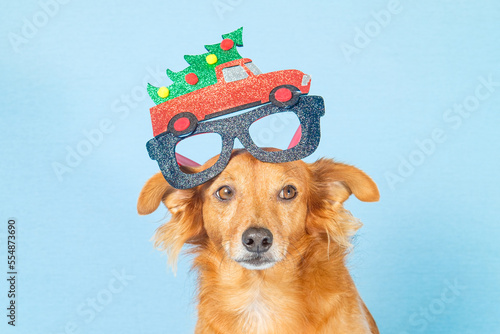Cute brown dog with festive Christmas glasses