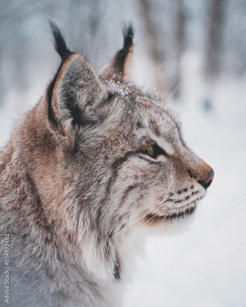 Fototapeta premium A lynx in a winter landscape with pointy ears and cold weather