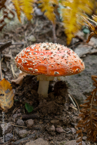 Poisonous mushroom in the middle of the forest