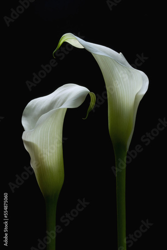 Two white Calla Lilies against a black background 