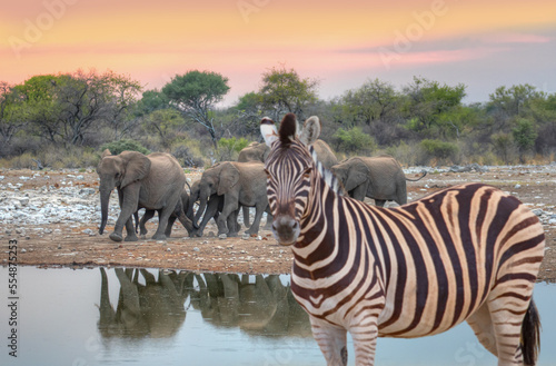 Fototapeta Naklejka Na Ścianę i Meble -  A group of elephant families go to the water's edge for a drink - A blurry zebra standing in the front -  Etosha National Park, Namibia