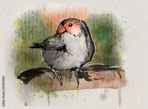 sketch of a Orange-cheeked Waxbill (Estrilda melpoda) photo