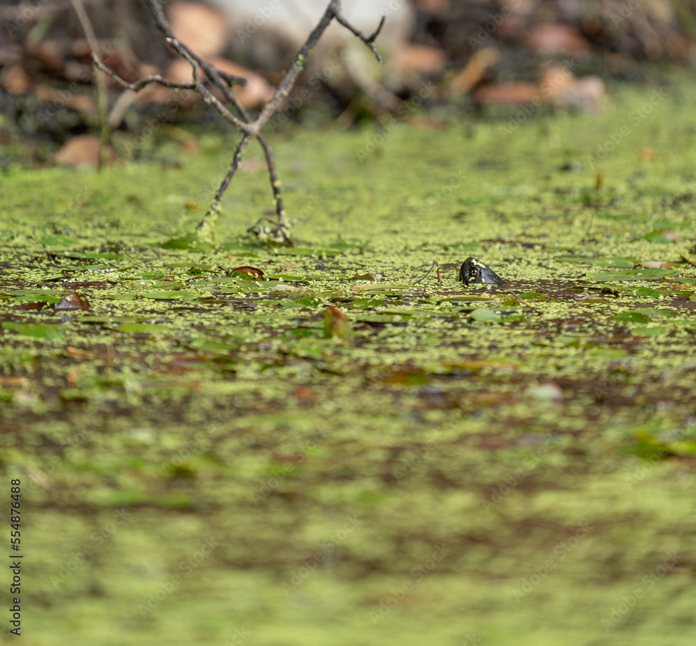 Curious turtle head over the water and verdigris Curious turtle head over the water and verdigris