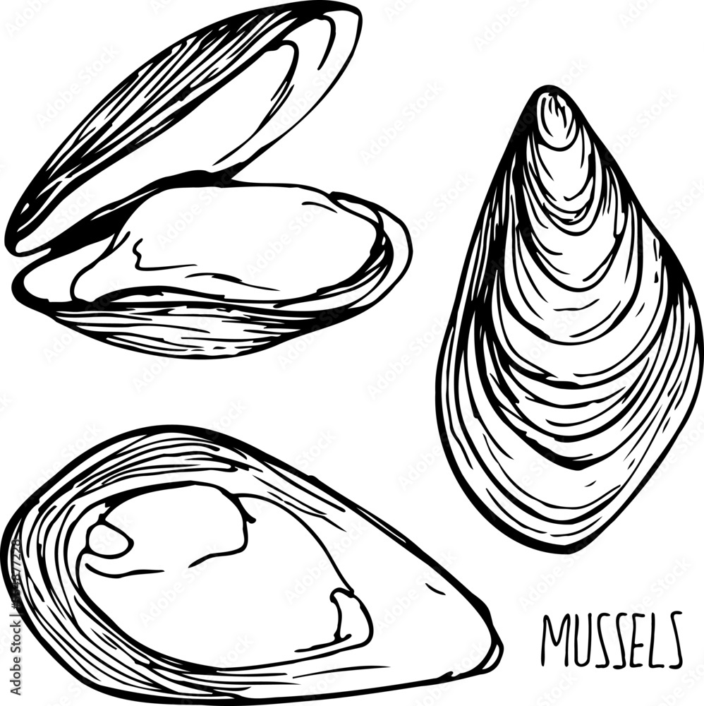Mussels black and white vector set isolated on a white background.