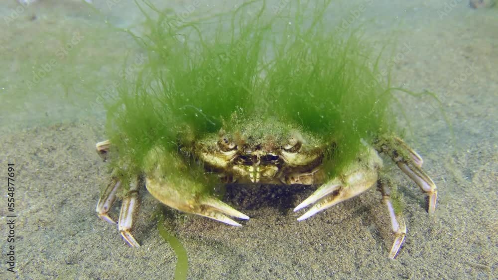 Green algae grown on the carapace serve as a good camouflage for the Flying swimming crab (Liocarcinus holsatus). Green algae grown on the carapace serve as a good camouflage for the Flying swimming crab (Liocarcinus holsatus).