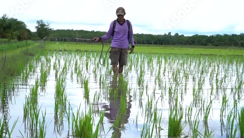 an adult Asian man demonstrating spraying techniques in a paddy field, using a knapsack sprayer. photo