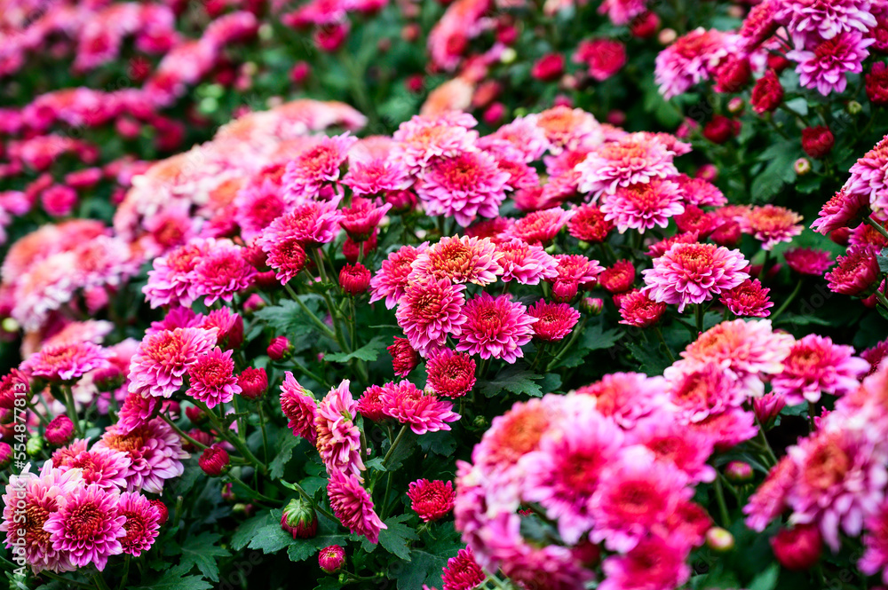 Pink Chrysanthemum flower in The Garden