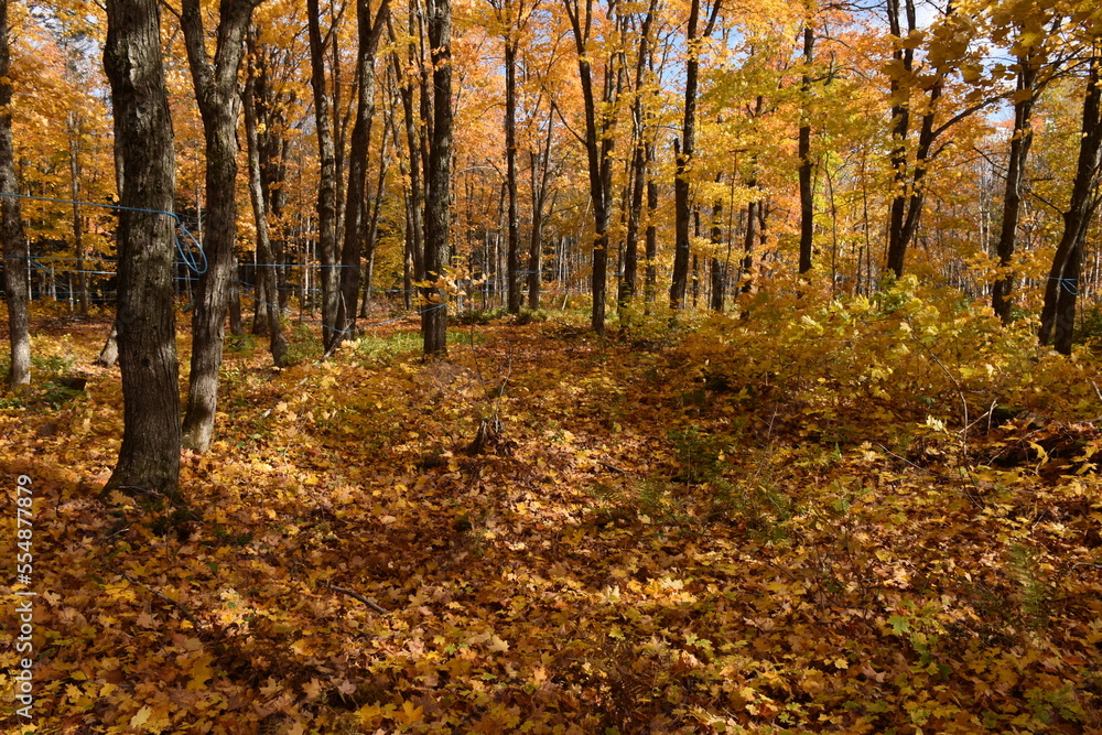 A sugar bush in the fall, Sainte-Apolline, Québec, Canada A sugar bush in the fall, Sainte-Apolline, Québec, Canada