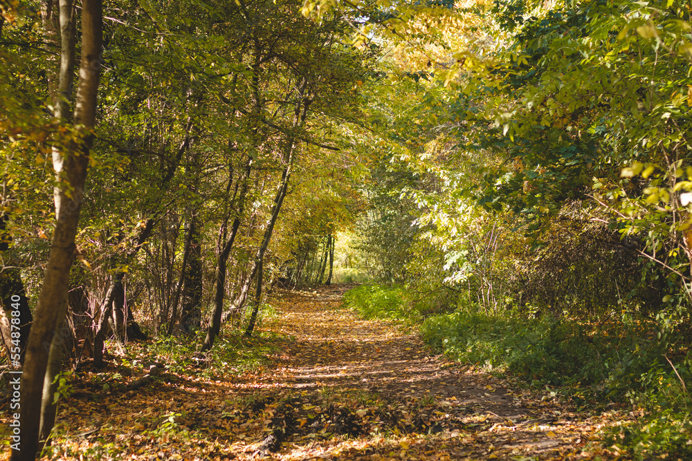 Obraz premium Sunset illuminates a forest path and surrounding colourful trees with autumn leaves in a park near Ostrava, Czech republic