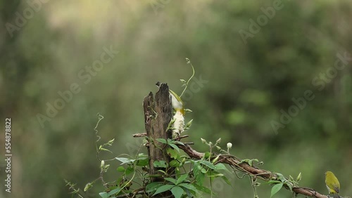 Oriental white-eye or Indian white eye bird having fruits  with beautiful background video footage 4k Video shot early in the morning at Karnataka,India
 photo