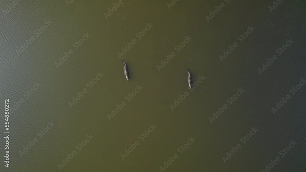 Aerial view of two crocodiles swimming down the river Aerial view of two crocodiles swimming down the river