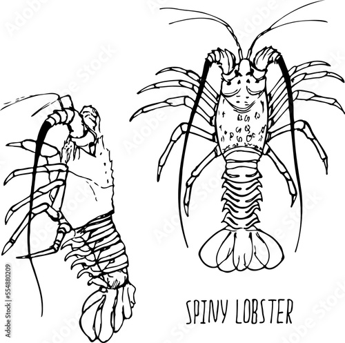 Spiny lobster black and white vector set isolated on a white background.