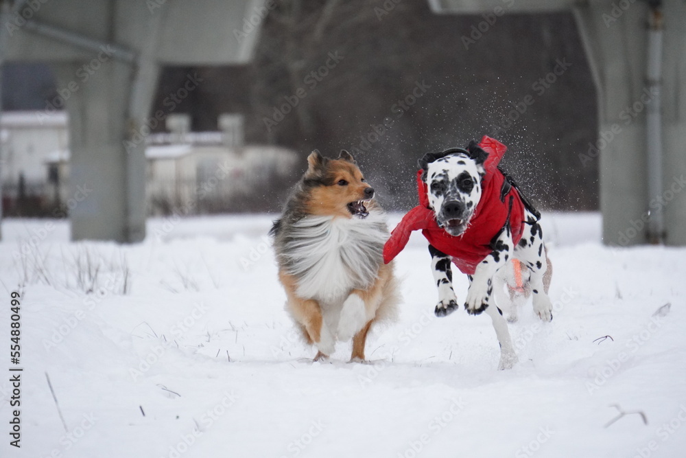 sheltie dog in snow runs