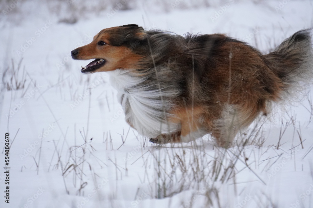 sheltie dog in snow runs sheltie dog in snow runs