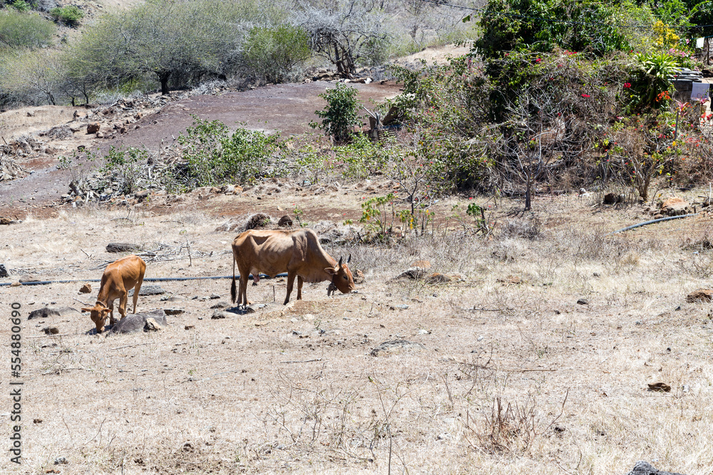 Vache et veau maigres et faméliques dans une végétation rare et sèche sur un terrain aride cherchant leur nourriture Vache et veau maigres et faméliques dans une végétation rare et sèche sur un terrain aride cherchant leur nourriture
