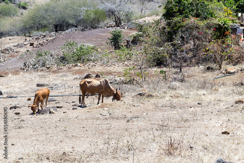 Vache et veau maigres et faméliques dans une végétation rare et sèche sur un terrain aride cherchant leur nourriture photo