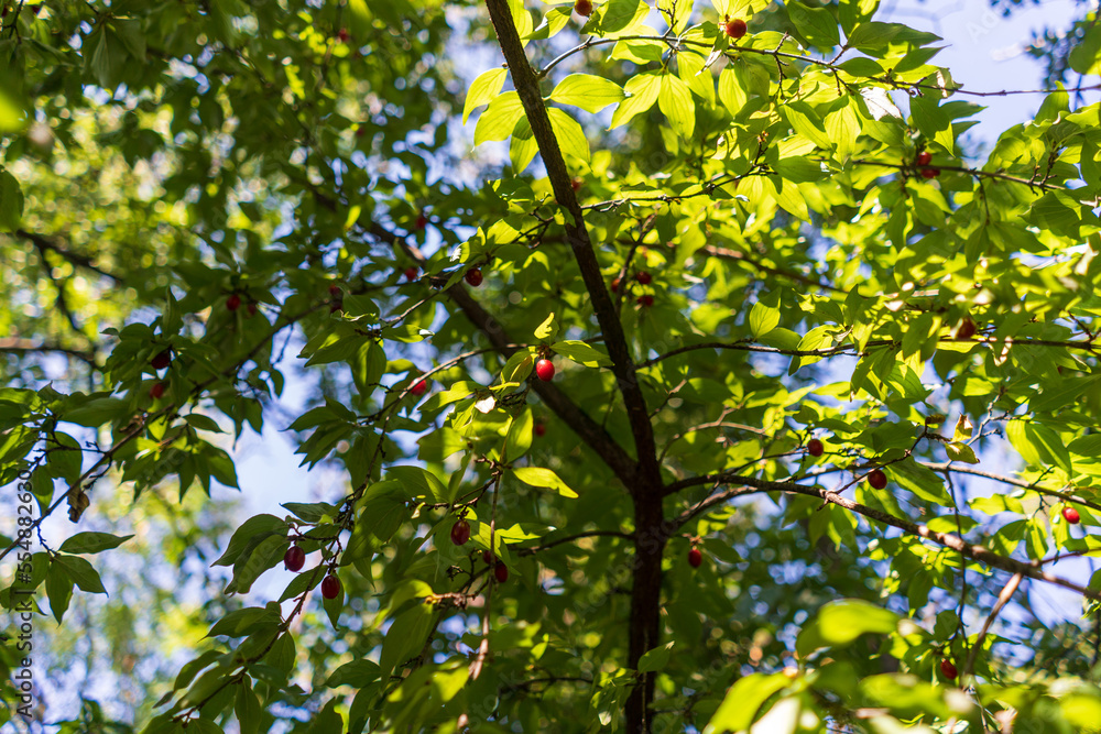 rosehips and green leaves against the sky
