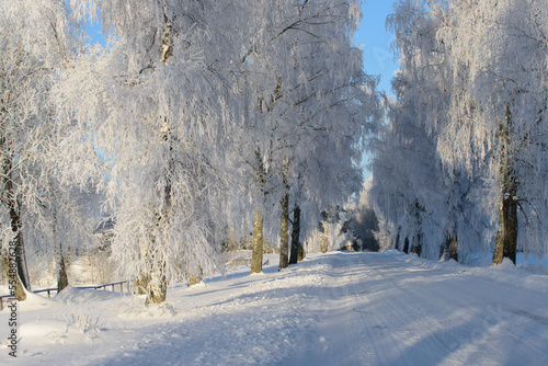 frosted birch trees by the side of the road on a sunny winter day