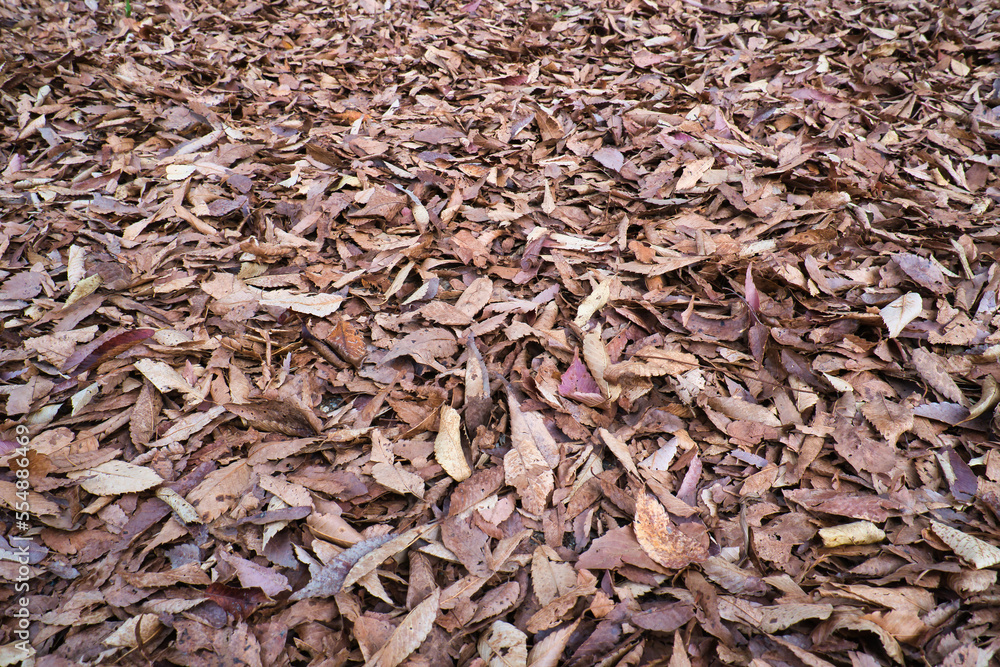 茶色く枯れて落ちて降り積もった落ち葉 茶色く枯れて落ちて降り積もった落ち葉