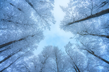 Snowy forest in amazing winter at sunset. Colorful landscape with trees in snow, blue sky. Snowfall in woods. Wintry woodland. Snow covered forest at dusk. Nature background. Trees in hoar. View up