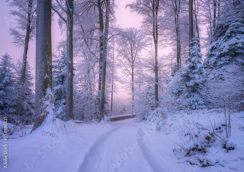 Road in snowy forest in beautiful winter at sunset. Colorful landscape with trees in snow, trail, purple sky in evening. Snowfall in woods. Wintry woodland. Snow covered forest at dusk. Trees in hoar © den-belitsky