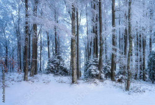 Snowy forest in amazing winter at sunrise. Colorful landscape with trees in snow, orange sky at dawn in mountains. Snowfall in woods. Wintry frozen woodland. Snow covered forest. Trees in hoar Nature