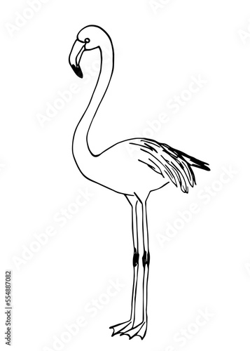 Fototapeta Naklejka Na Ścianę i Meble -  Simple black outline vector drawing. Flamingo bird isolated on white background. Nature and animals. Sketch in ink.