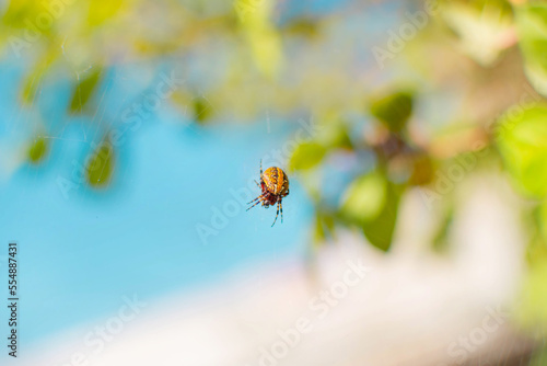 neoscona oaxacensis o araña manchada de jardin aracnido inofensivo 