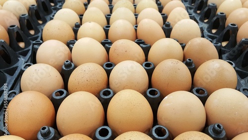 Chicken eggs neatly arranged on tray photo