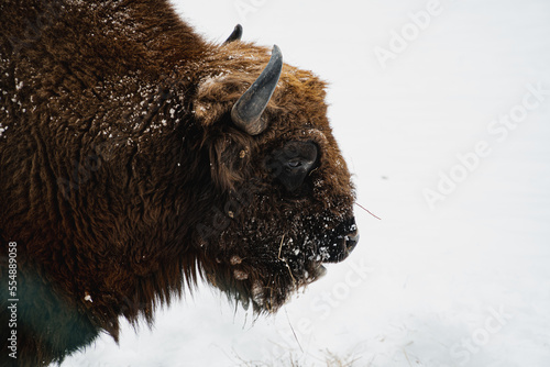 Wallpaper Mural European bison in the snow. Torontodigital.ca