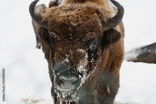 Wallpaper Mural European bison in the snow. Torontodigital.ca